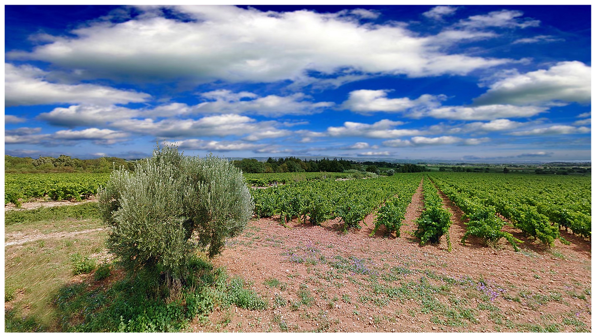 Vue sur des vignes avec en premier plan un olivier
