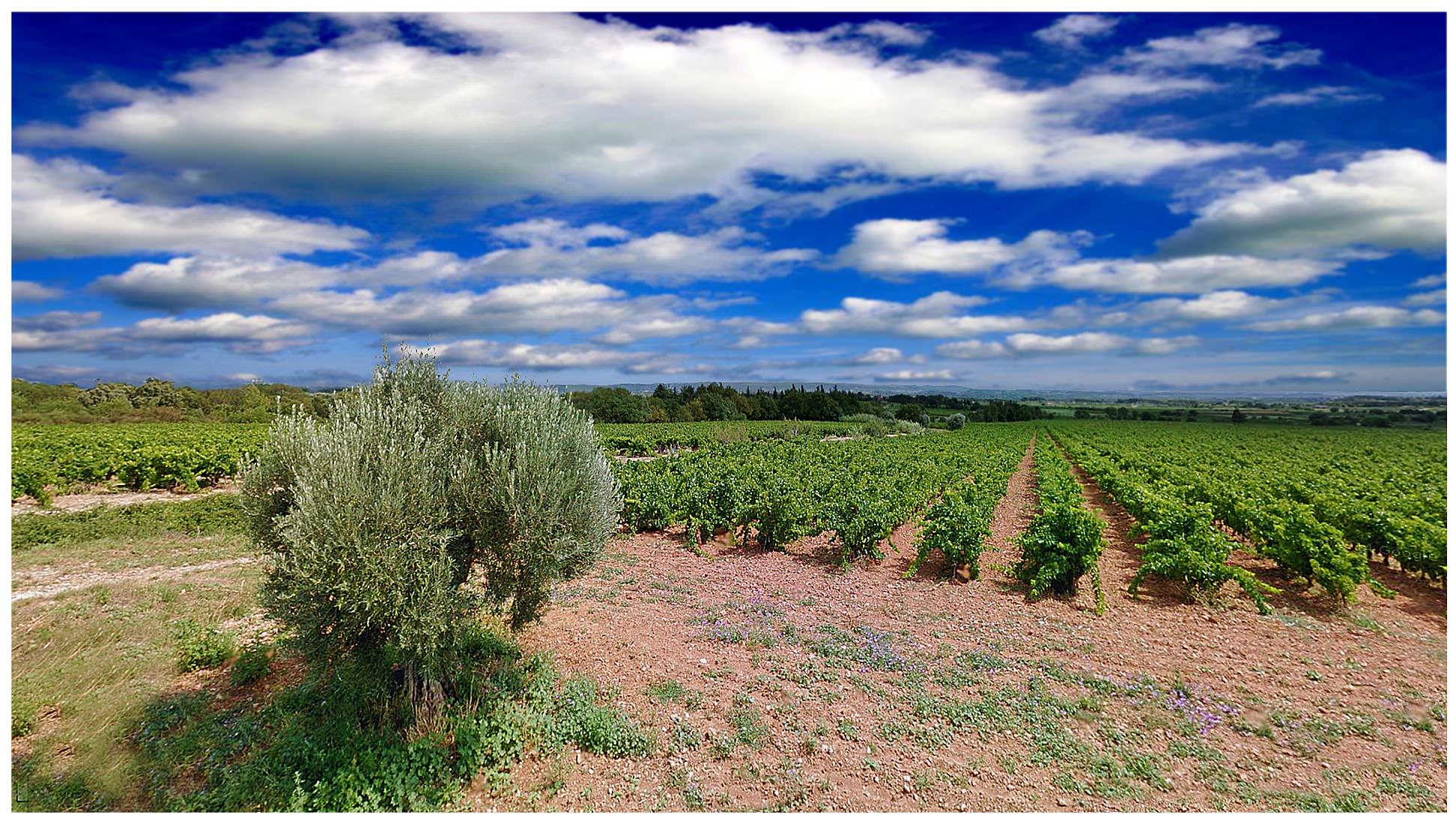 Ethylotest jeune conducteur - Les Vignerons Du Pays D'enserune