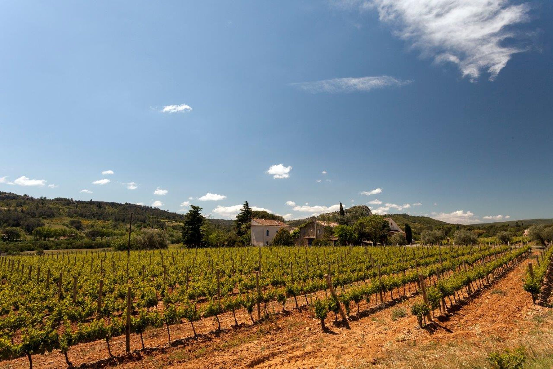 Vignes du domaine viticole Clos Bagatelle à Saint Chinian dans le Haut-Languedoc