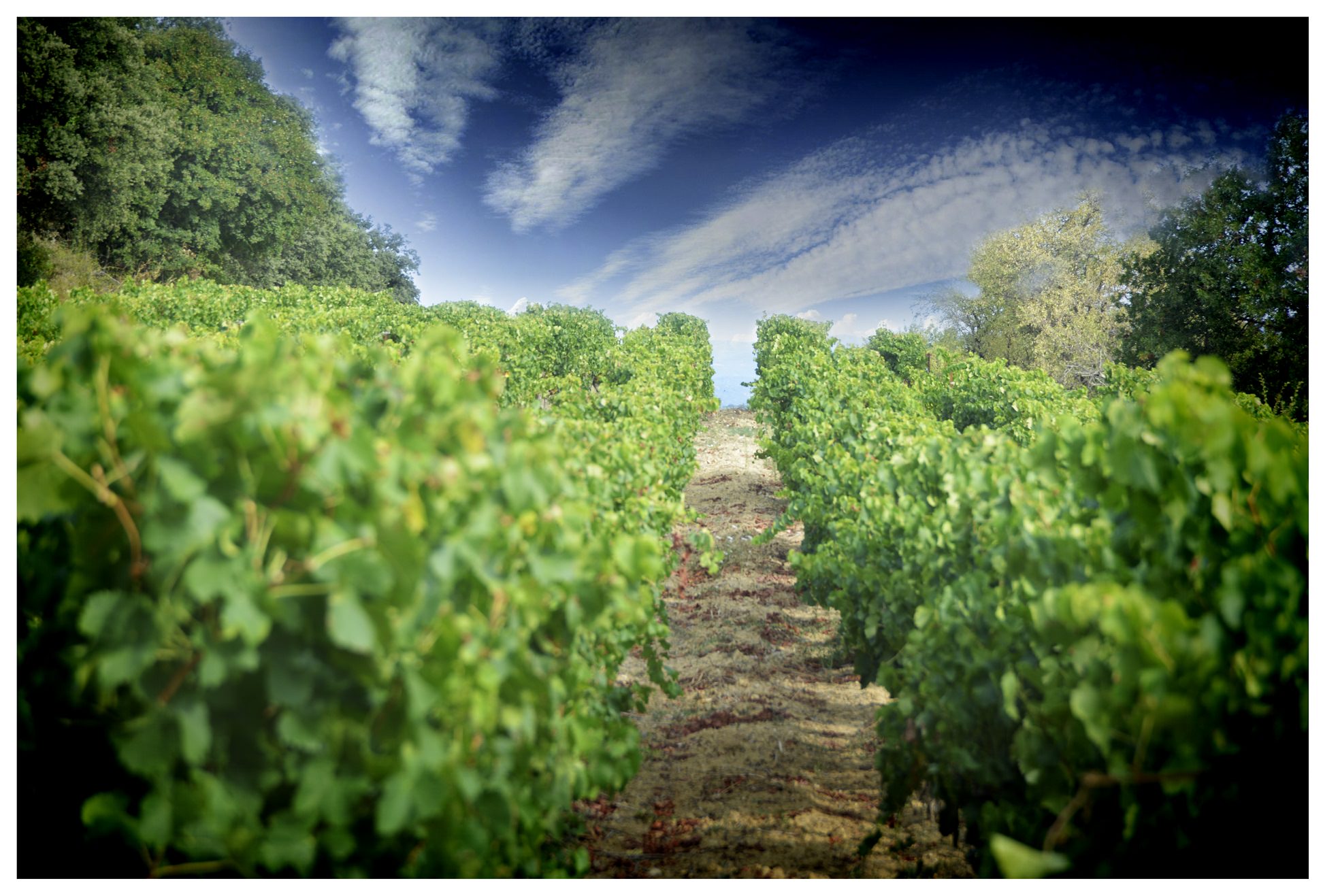 Vue sur un vignoble