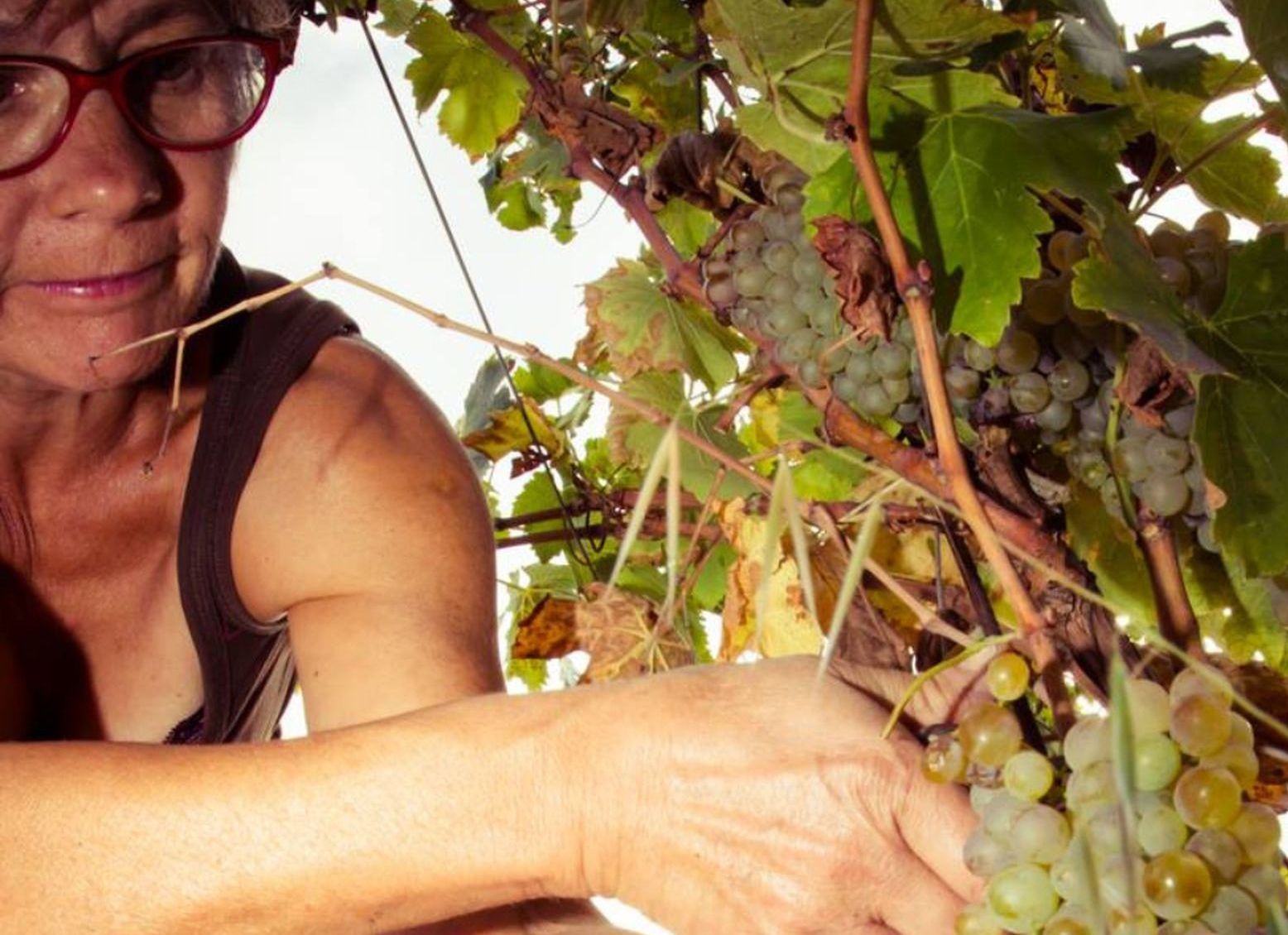 Une femme coupe une grappe de raisins blancs au moment de la récolte