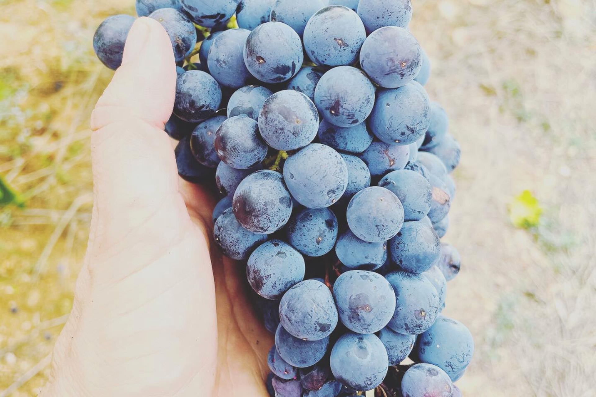 Vendanges au Domaine Castan à Cazouls Les Béziers © Domaine Castan Grappe de raisins noirs fraîchement cueillis lors de la vendange