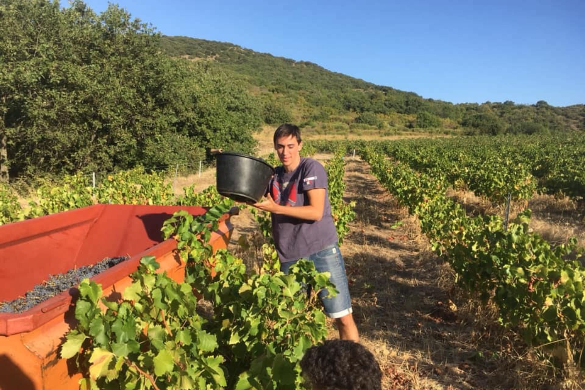 Un jeune homme verse les grappes de raisins noirs récoltés lors de la vendange dans le tracteur