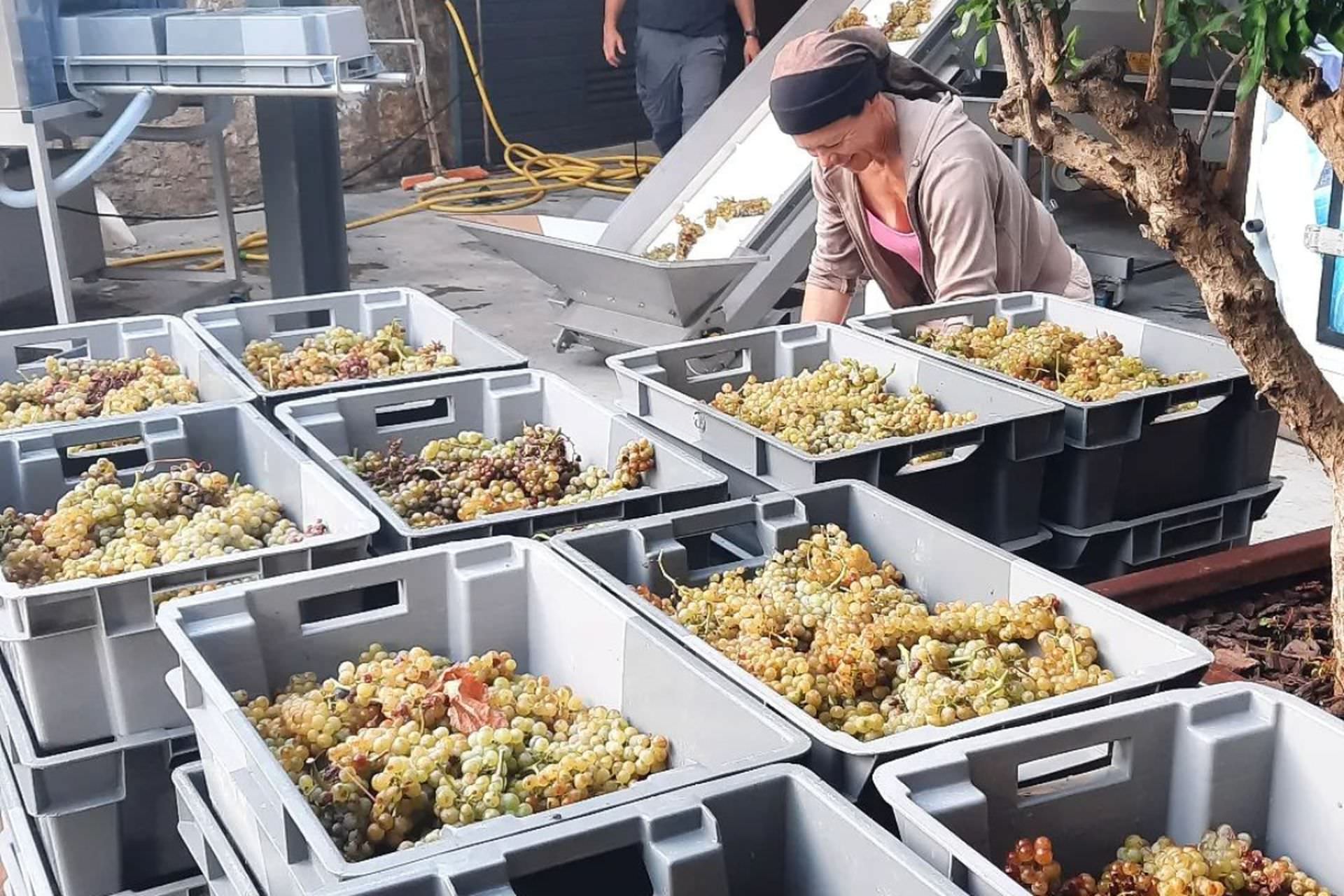 Une femme trie la récolte de raisins blancs à la cave suite à la vendange