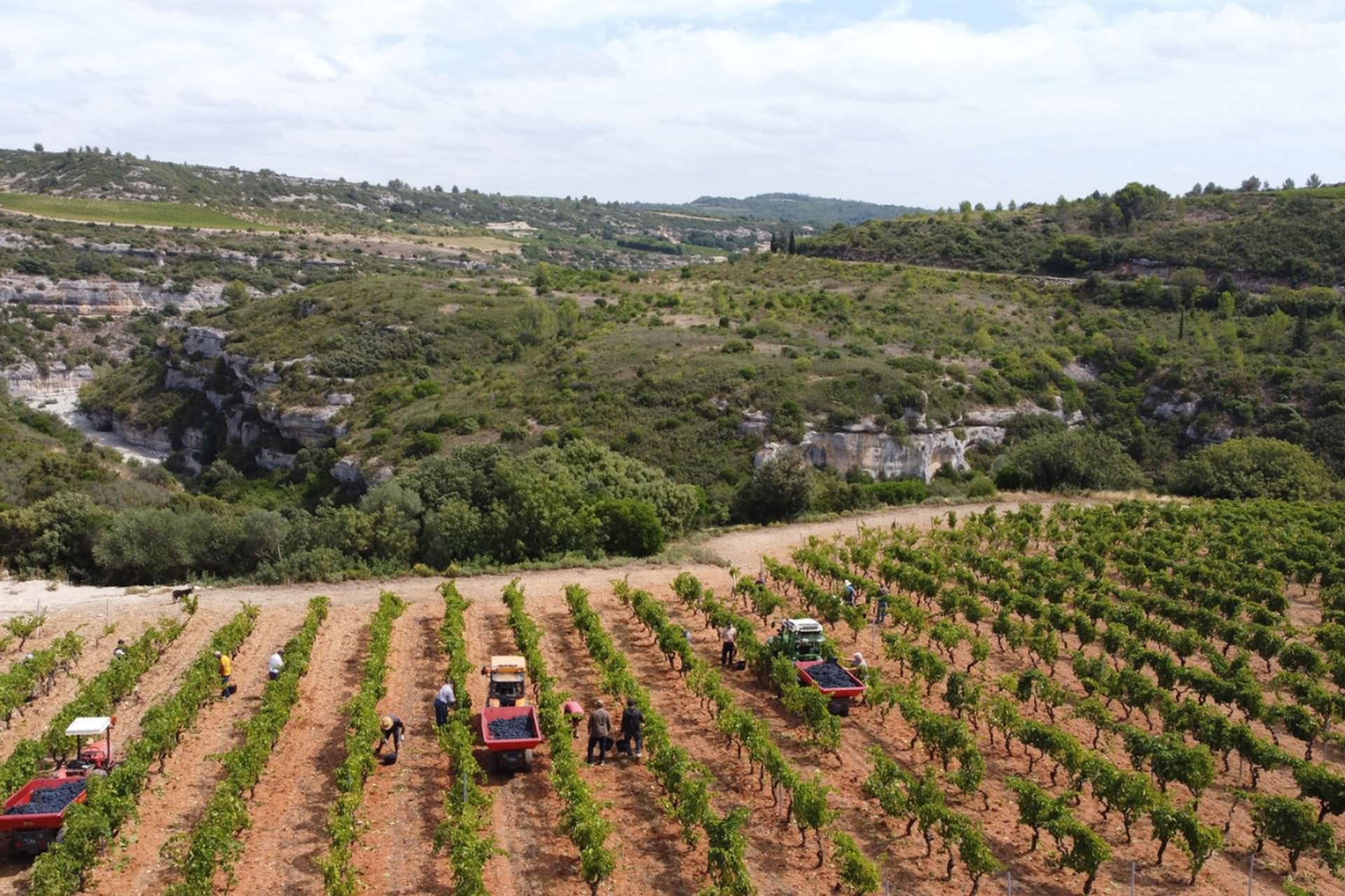 Groupe de vendangeurs dans les vignes près de Minerve