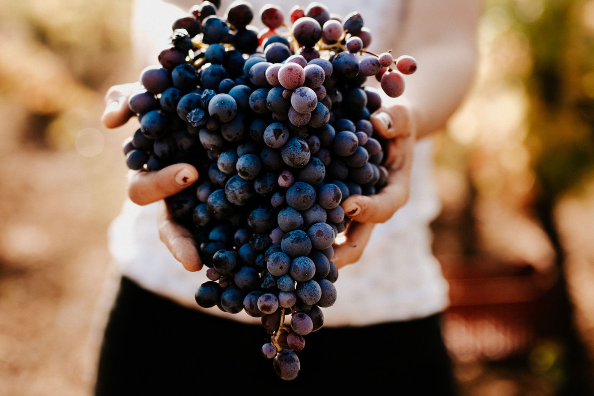 Une femme porte dans ses mains une belle grappe de raisins noirs fraîchement cueillis lors de la vendange