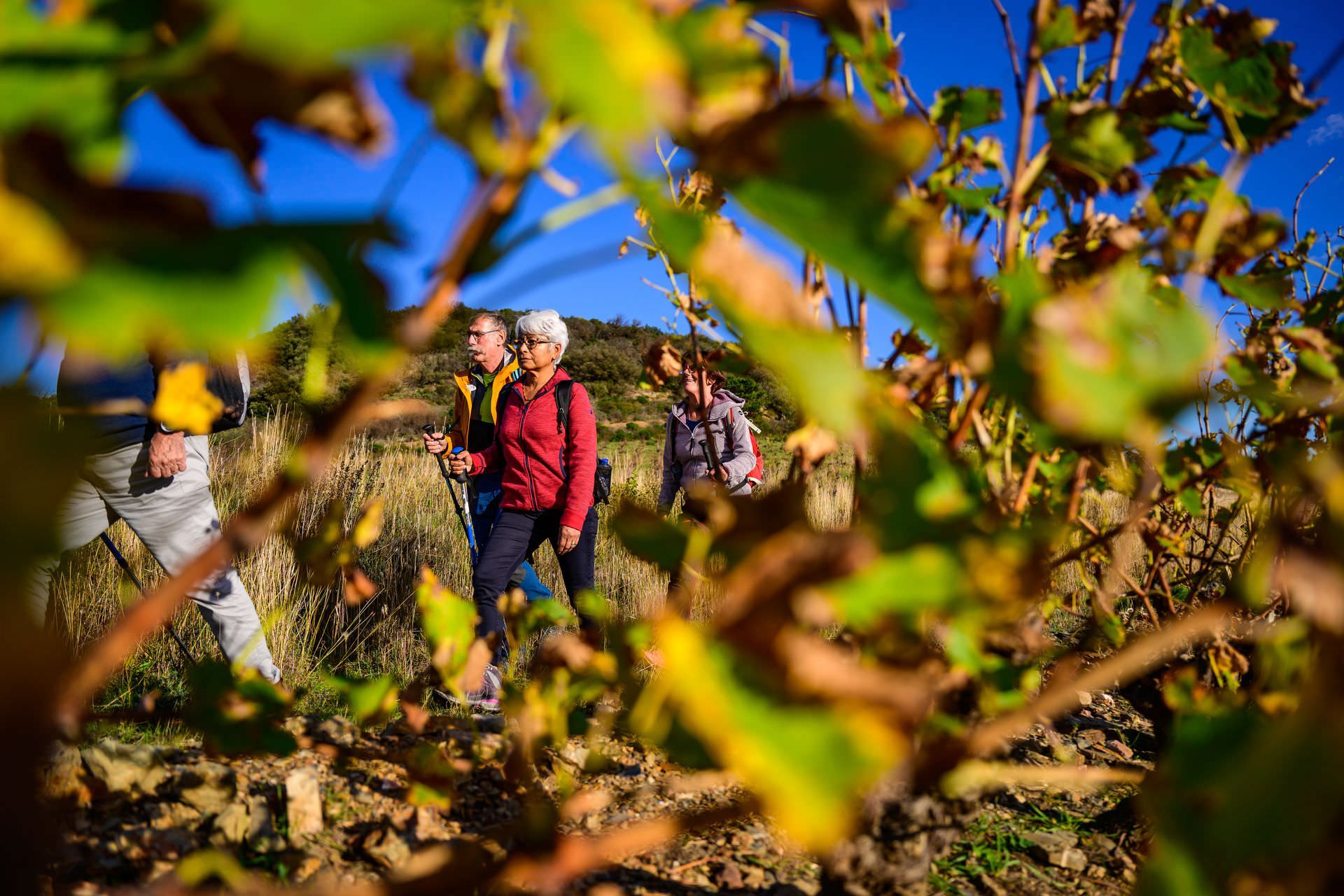 En randonnée à travers vignes près de Berlou © Régis Domergue Groupe en randonnée à travers vignes près de Berlou en automne