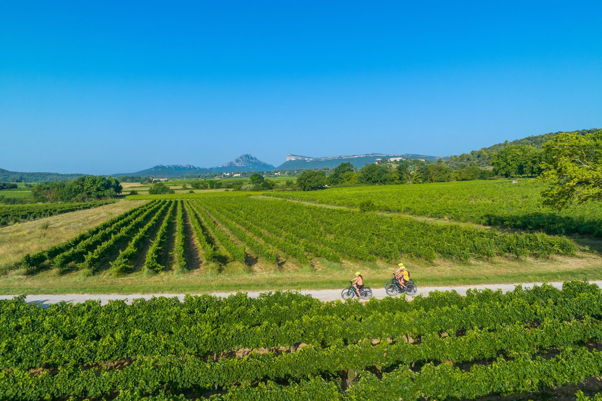 Un groupe d'amis se baladent en VTC le long des vignes vers la chapelle d'Aleyrac, avec en toile de fond le Pic Saint-Loup et le causse de l'Hortus