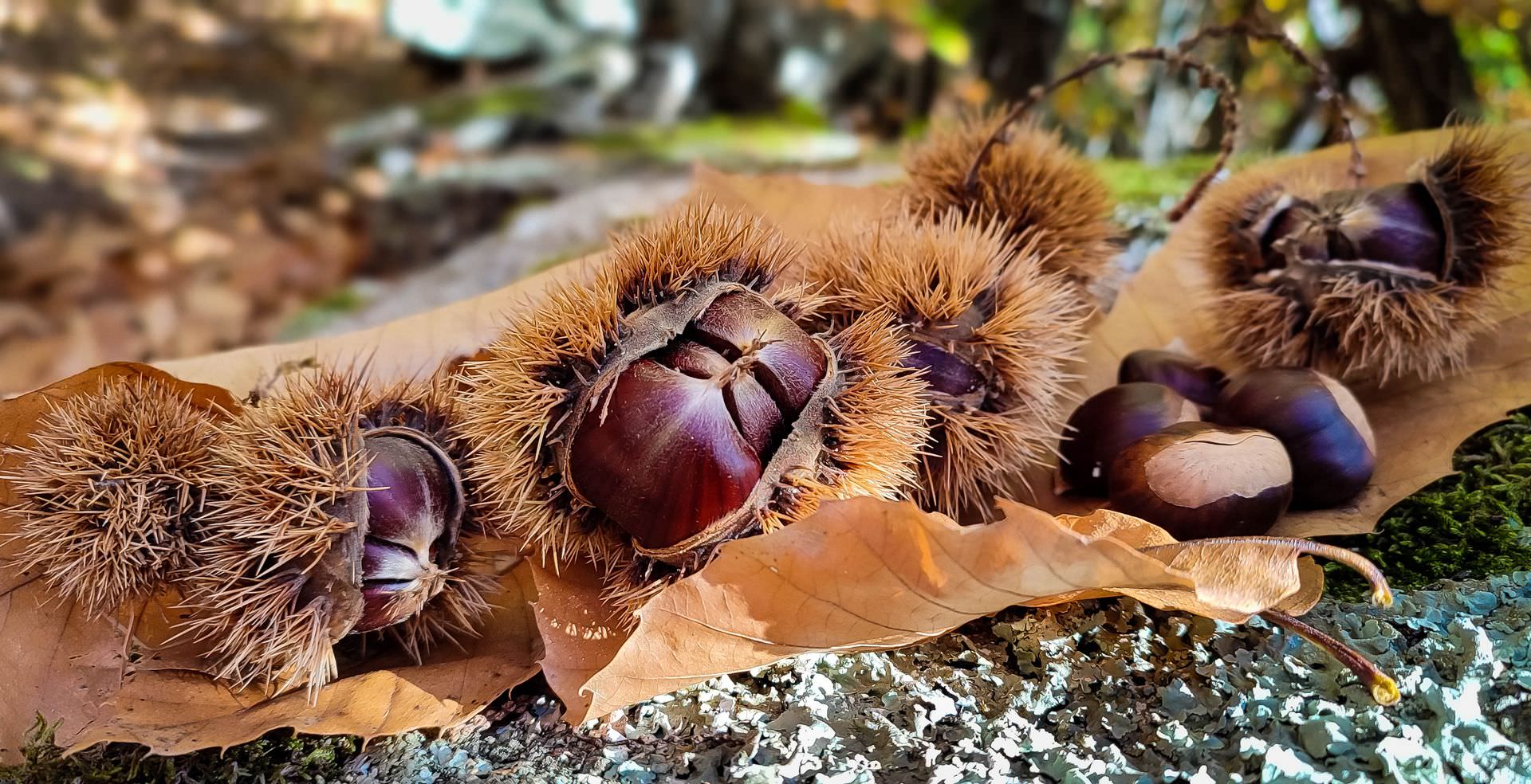 Marrons d'Olargues © Eric Brendle Marron d'Olargues