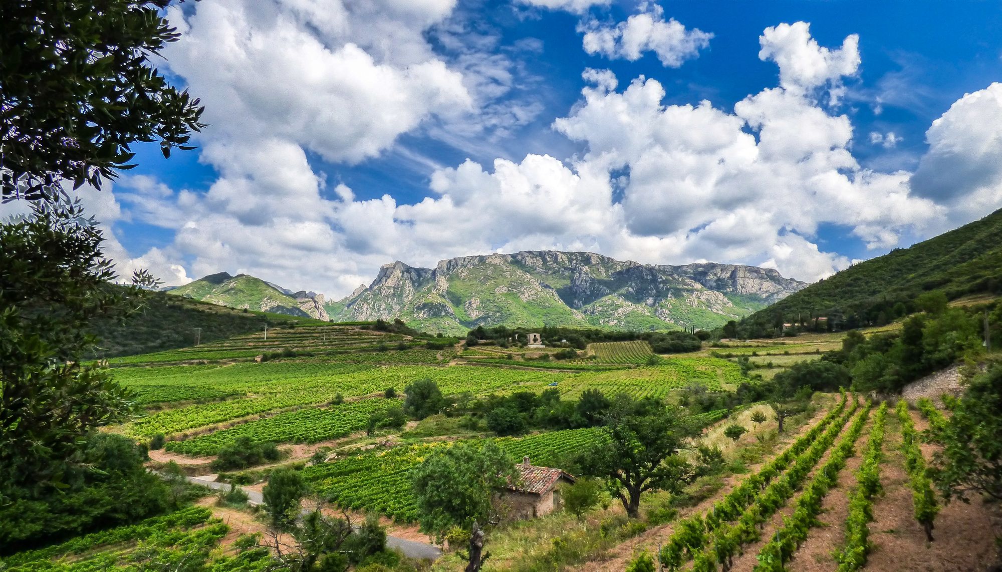 Panorama sur les vignobles, et le Caroux © E.Brendle