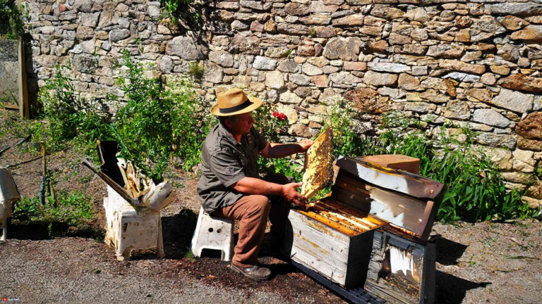 Apiculteur montrant une ruche d'abeilles