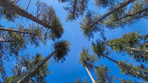 Arbres de la forêt domaniale des Ecrivains Combattants à Combes