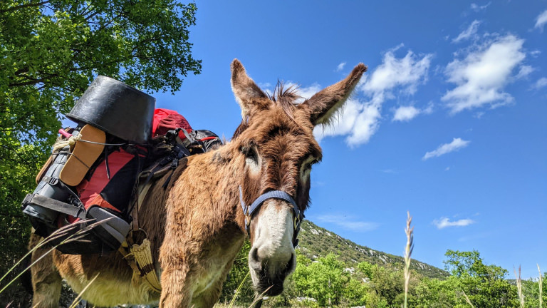 Rando en famille avec un âne dans la Buèges - l'âne Melchior © Gilles Delerue - ADT 34