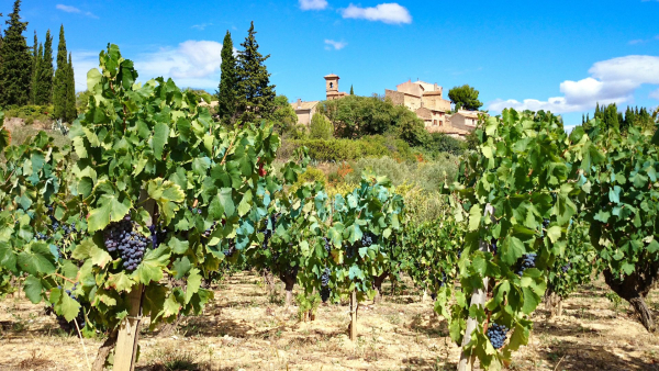 Vue sur le village caladé de Montouliers et les vignes en contrebas du village