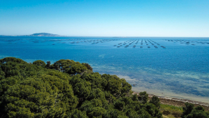 Etang de Thau depuis Bellevue à proximité de Marseillan, avec vue sur Sète, le mont Saint-Clair et les parcs à huîtres