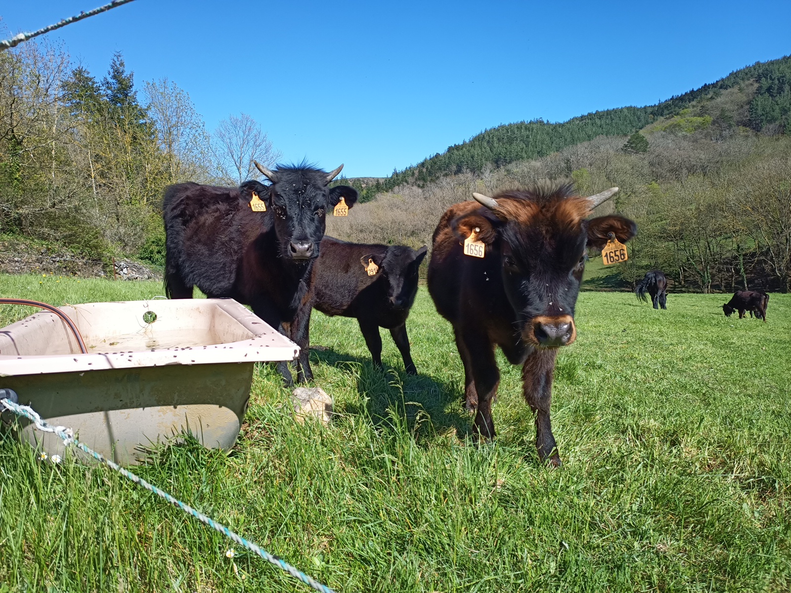 © Ferme Les Thérondels Vaches Dexter de la Ferme Les Thérondels dans le Parc Régional du Haut-Languedoc