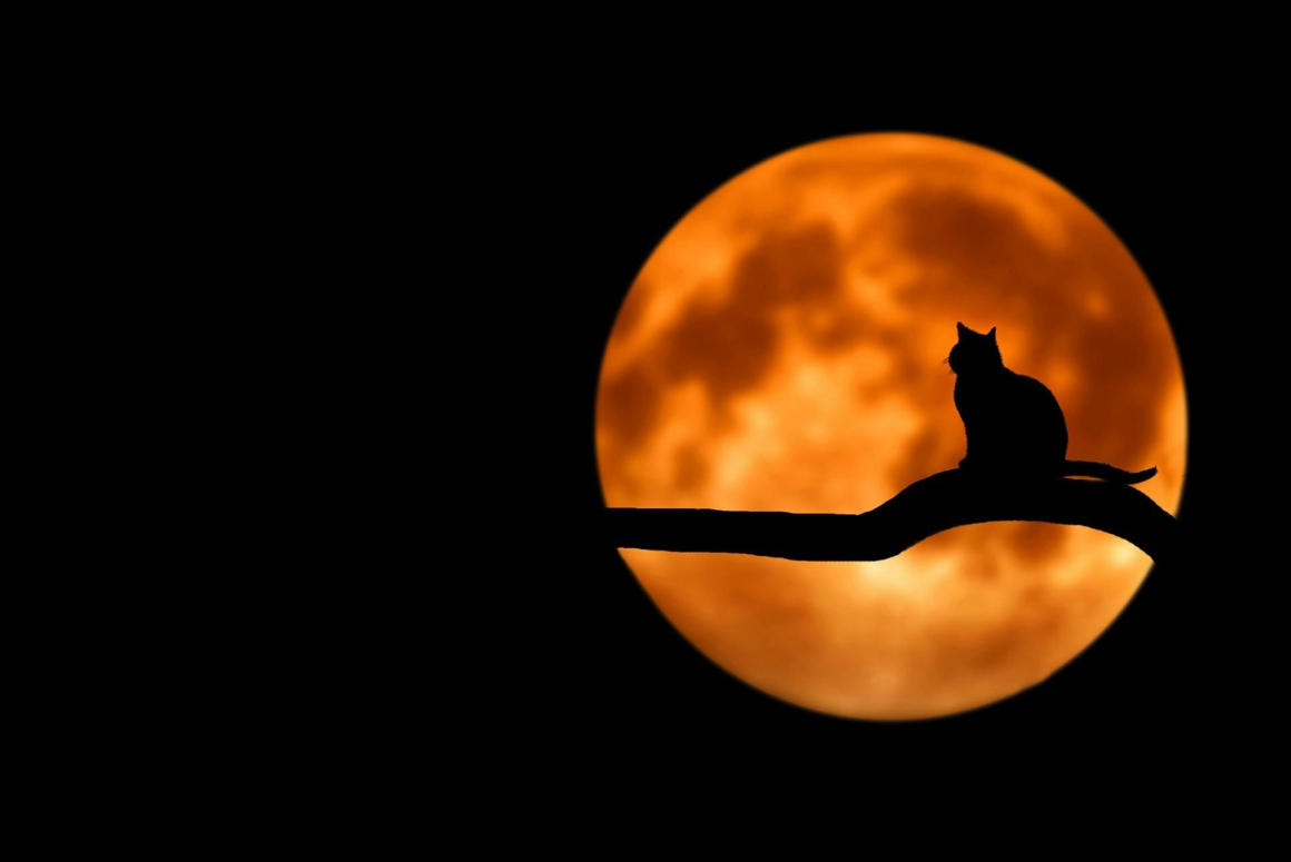 Chat assis sur la branche d'un arbre lors d'une pleine lune