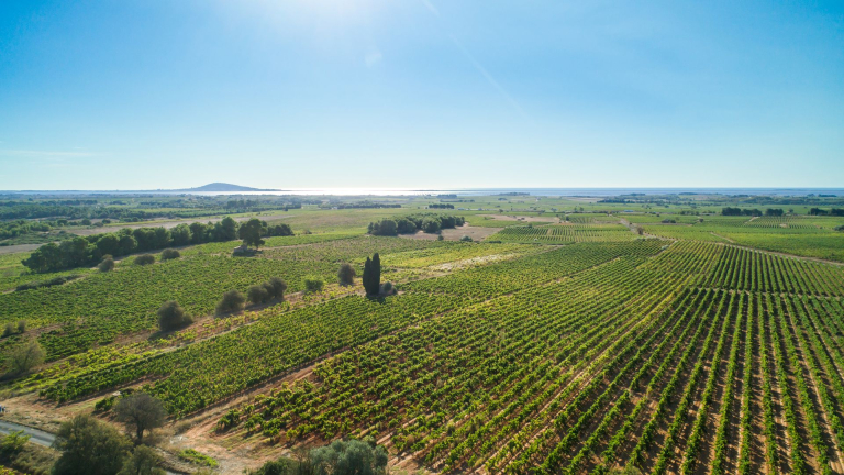 Vue sur le vignoble au nord de l'étang de Thau et le mont Saint-Clair en fond