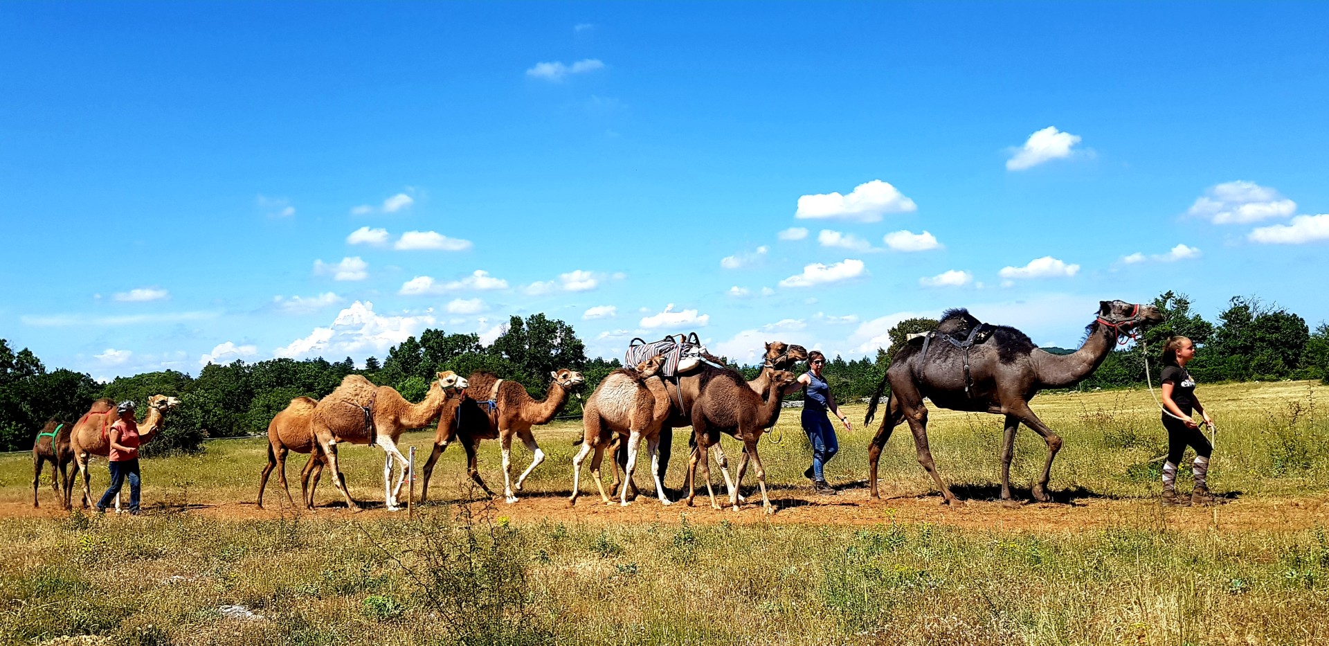 Randonnée avec les dromadaires de Camelarzac sur le Causse du Larzac