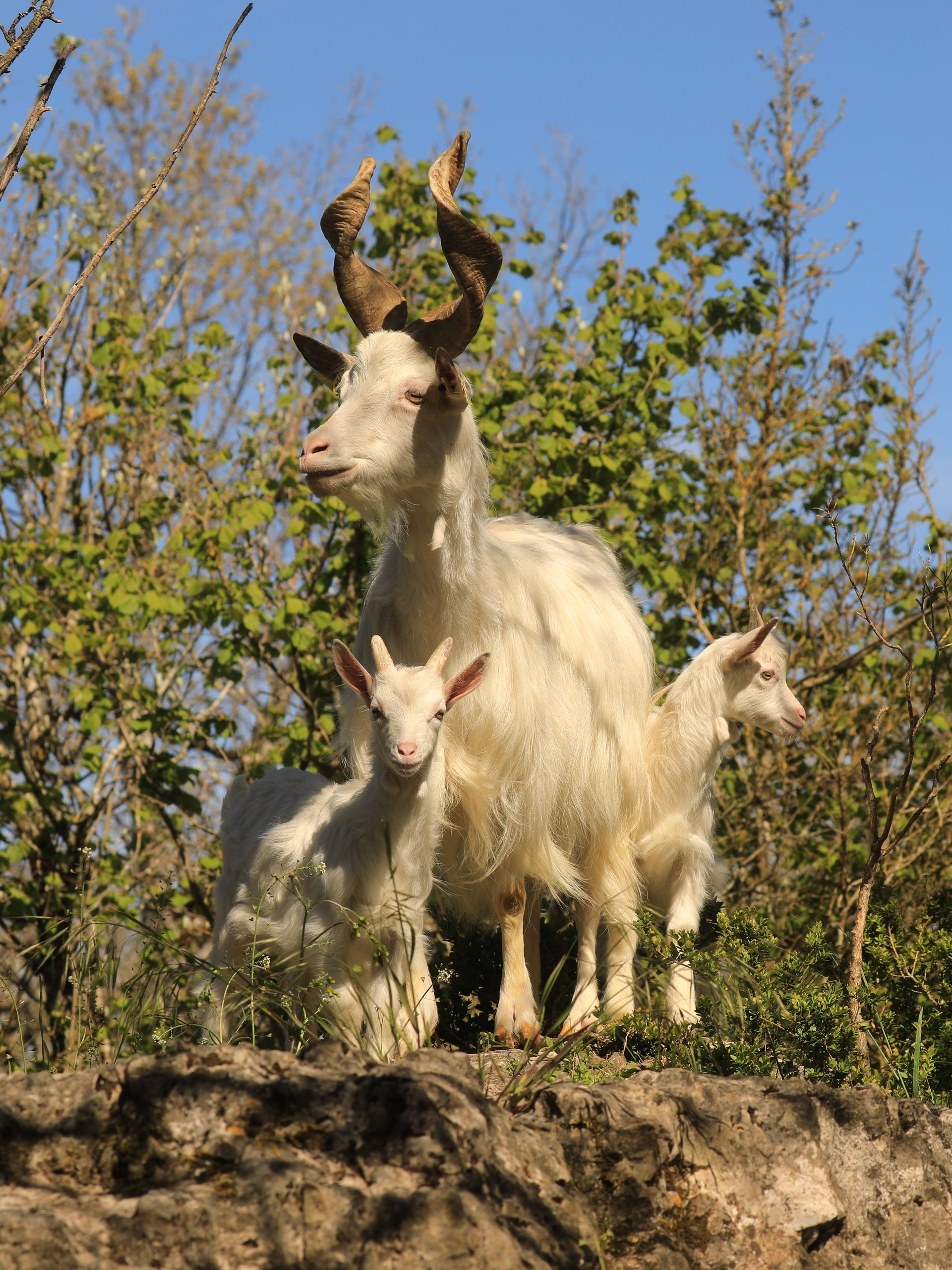 Parc animalier Le Theil du Caylar