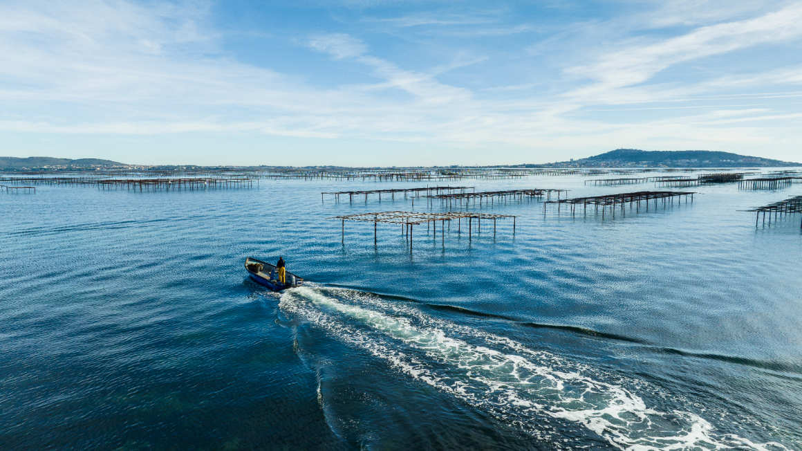 Vue aérienne de l'étang de Thau et ses parcs à huitres