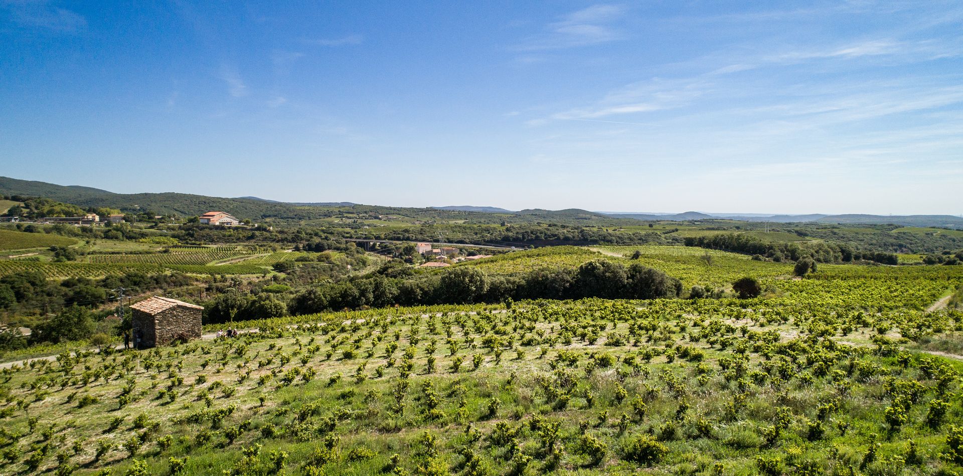 Vignes du Domaine de Cebene à Faugères dans les avant-monts