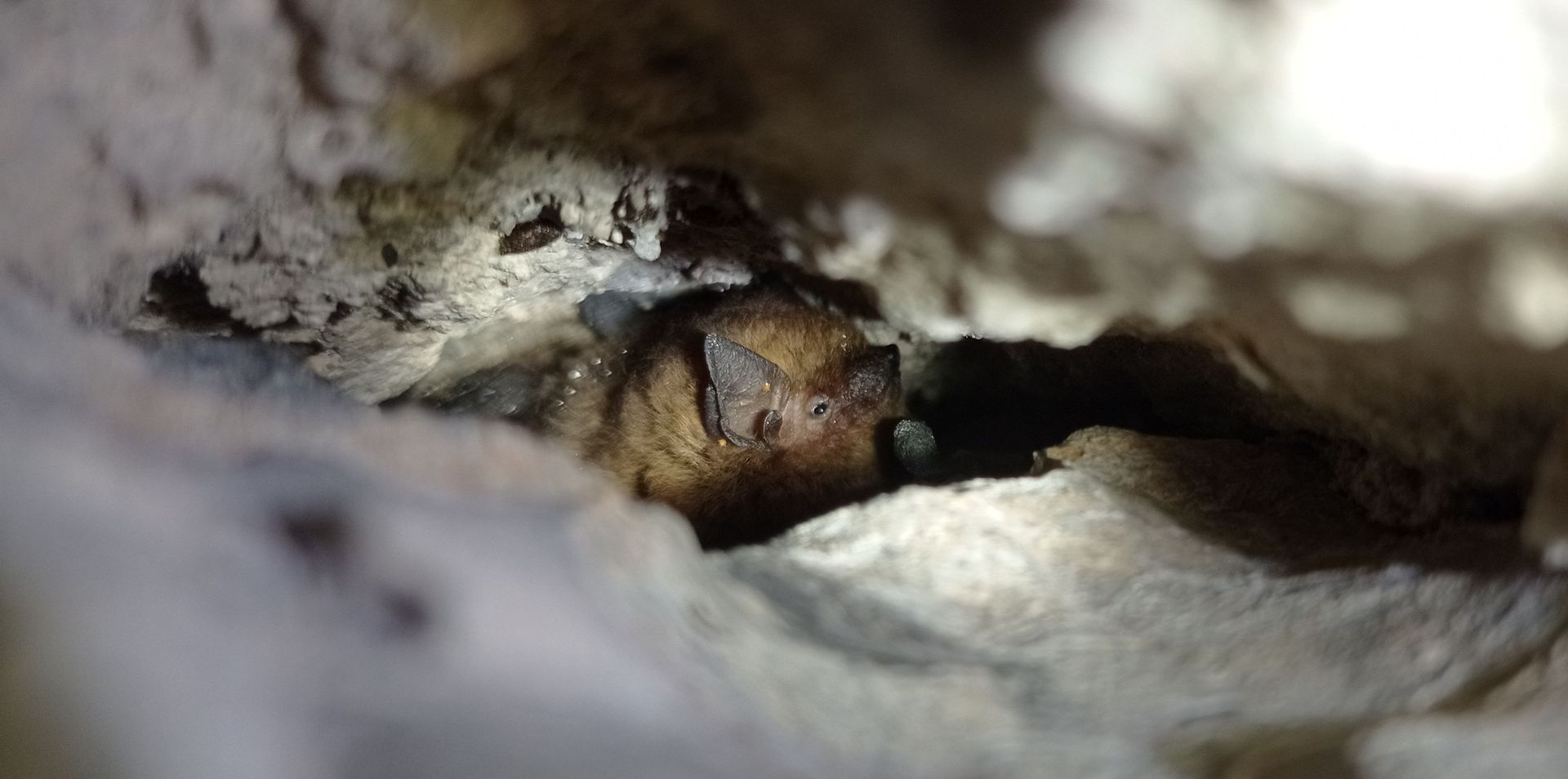 Chauve-souris Pipistrelle