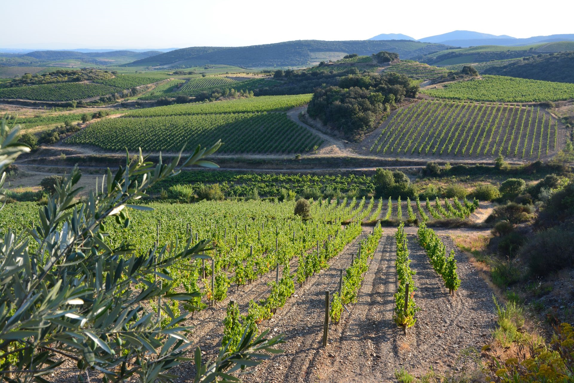 Vue sur les vignes au Roc d'Aspre vers dans les avant-monts