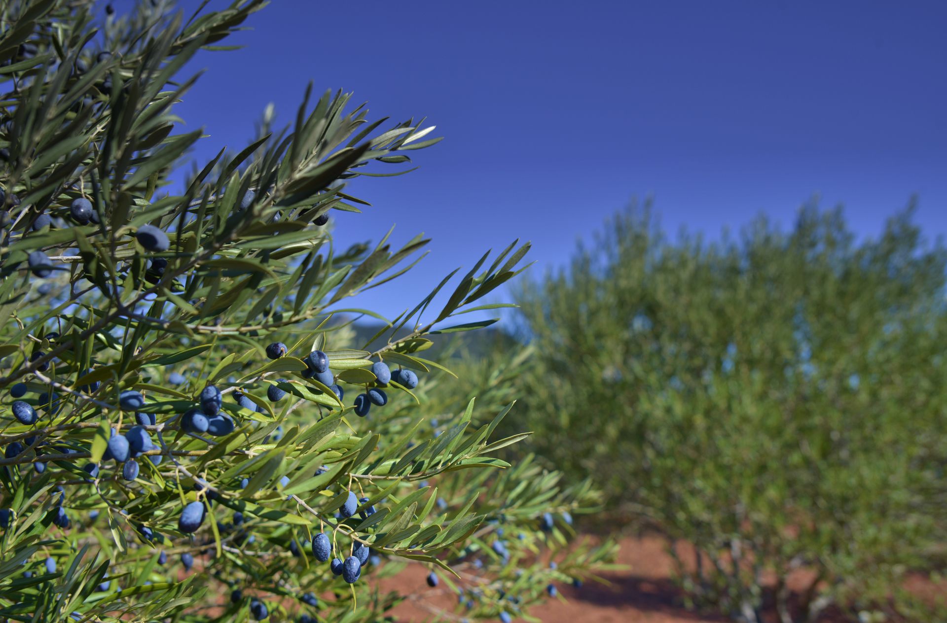 Olives noires sur l'arbre