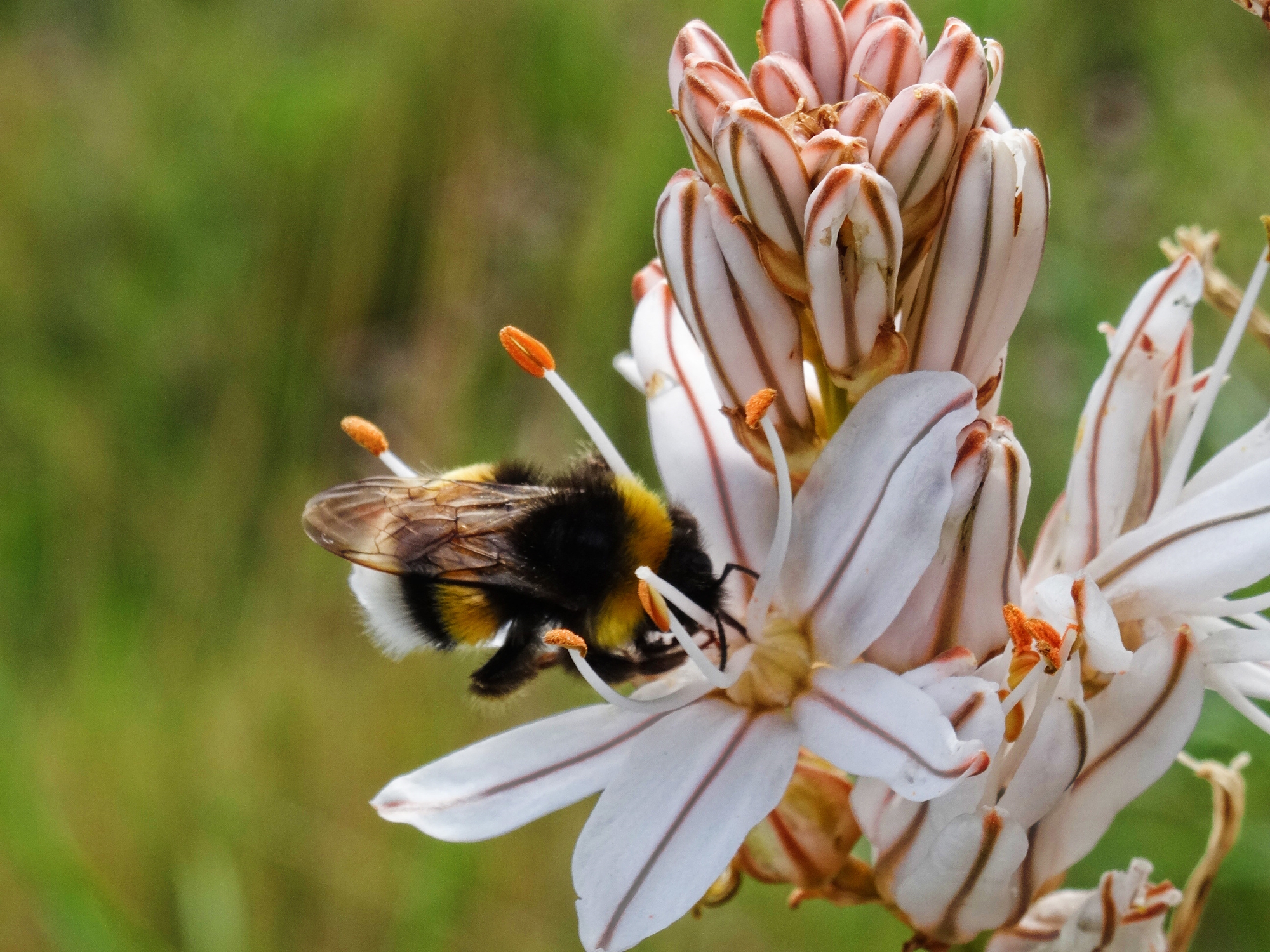 Une abeille butine une asphodèle