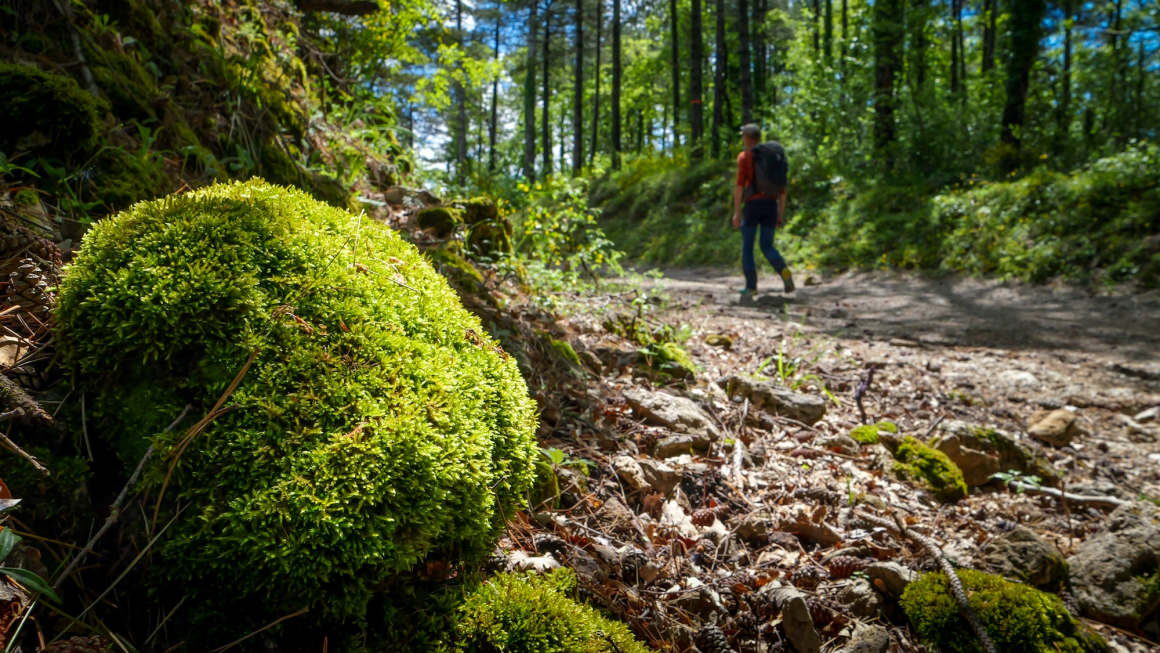 Forête ND de Parlatges © E.Brendle