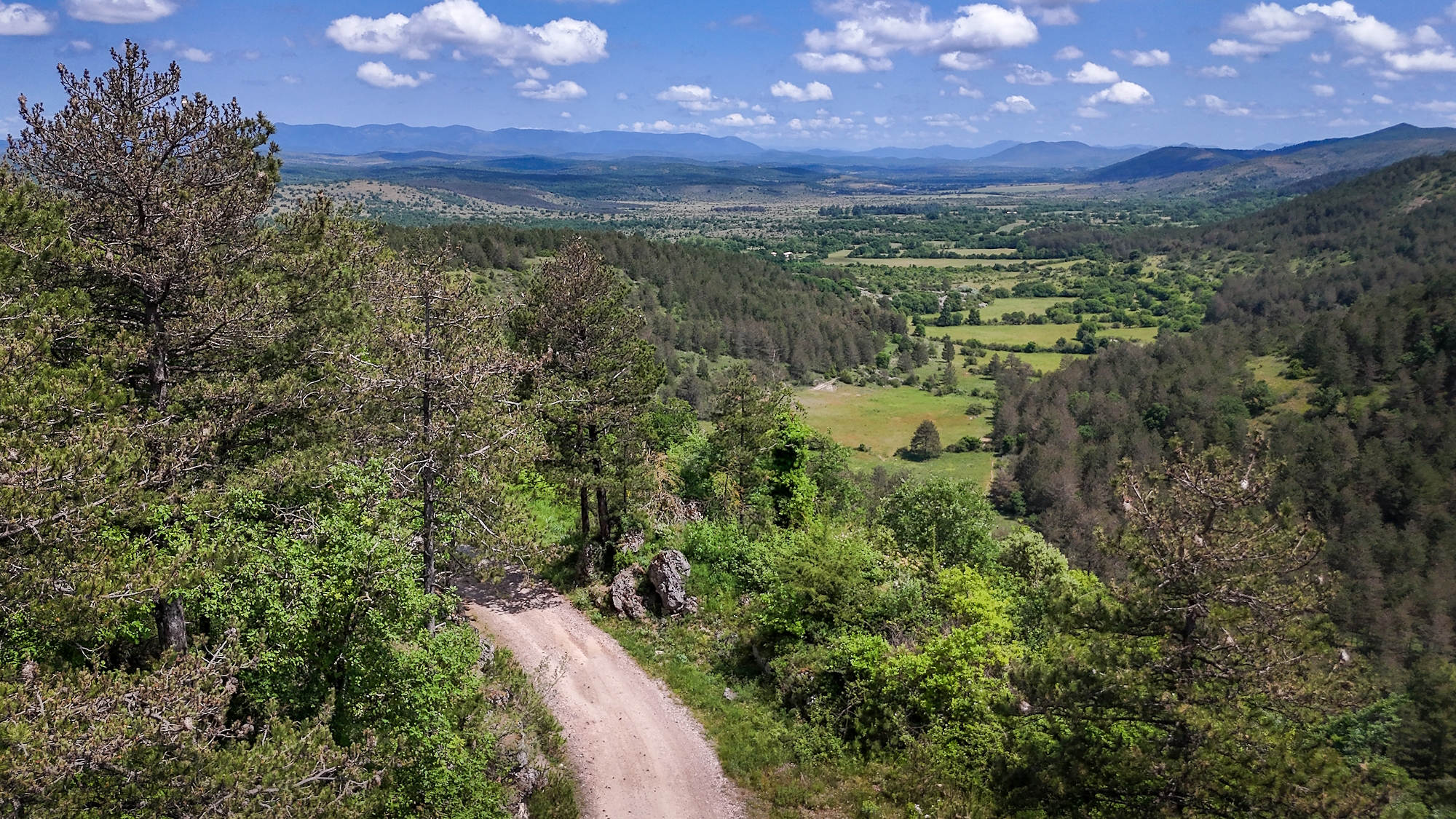 La forêt de Parlatges