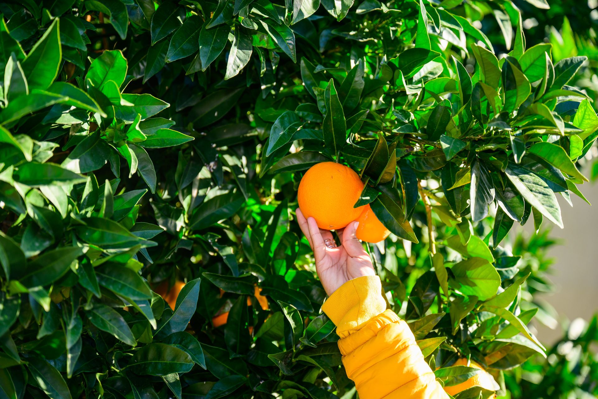 Cueillette d'orange à Vieussan dans le Haut-Languedoc